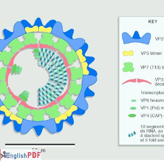 Diagram of orbivirus structure Figure published in Virus Taxonomy VIIIth Report of the Q640