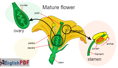 flower anatomy edited3630284374326973628